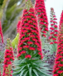 50 Tower of Jewels Red Bugloss Seeds (Echium Wildpretti) Tropical Deer Resistant