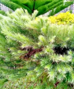 50+ Tropical Oak Tree Seeds (Casuarina cunninghamiana) | She-Oak, Bonsai