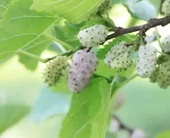 50+ White Mulberry Tree Seeds | Sweet Edible Fruit, -