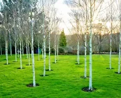 50+ White Paper Birch Tree Seeds (Betula papyrifera) | FAST-GROWING TREE, SHOWY!