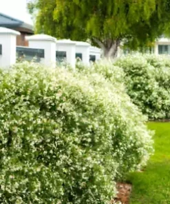 50+ White Tea Tree Oil Seeds (Melaleuca linariifolia) Snow In Summer, Shrub