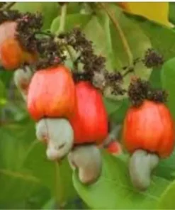 50 fresh Cashew Leaves - Organically Growth