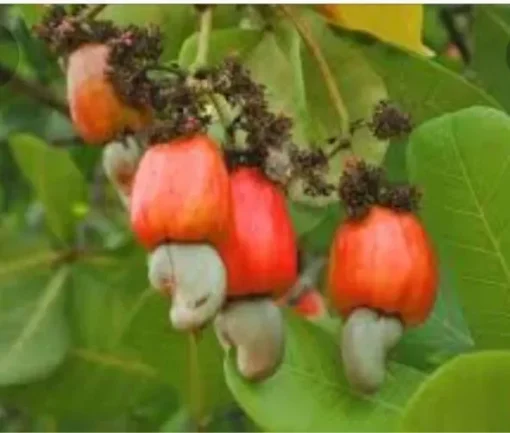 50 fresh Cashew Leaves - Organically Growth