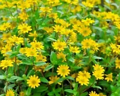 500 Creeping Zinnia Ground Cover Rock Garden Flower Seeds