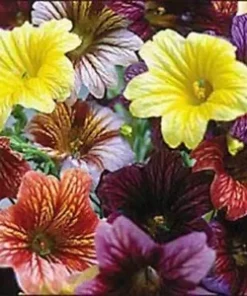 500+ EZ ANNUAL FLOWER SEED MIX | (Salpiglosis grandiflora) Bulk Paisley Flowers!