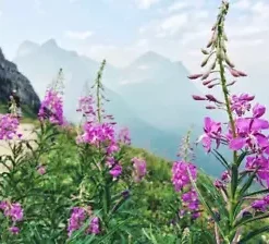 500+ Fireweed Seeds | Rosebay | Perennial Medicinal Herb Flower BULK