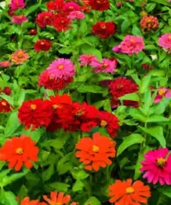 500+ Giant Dahlia Flower Seeds - California Giants Annual Mix (Zinnia elegans)