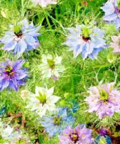 500+ Love in a Mist Annual Flower Seeds - Persian Jewels Mix (Nigella damascena)