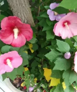 500+ Rose Mallow Seed Mixed Colors (Lavatera trimestris) Bulk Flower Seeds