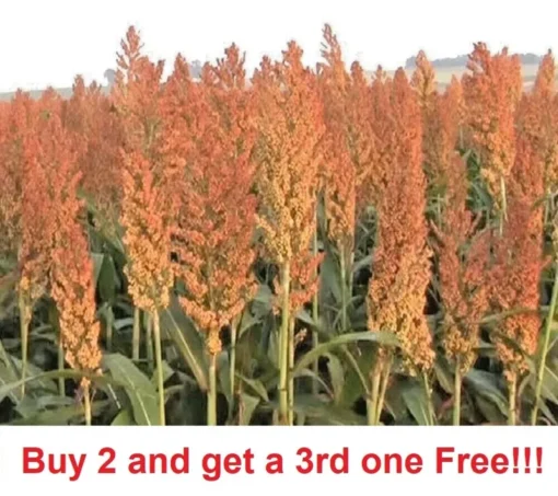 500+ Rox Orange Sweet Sorghum Seeds Organic Sugar Native Waconia Natural Syrup