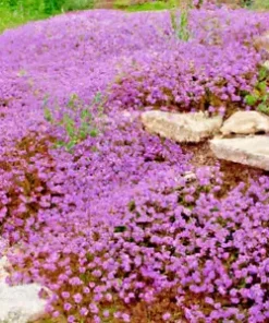 5000 Creeping Thyme Seeds: Perennial Herb & Purple Groundcover