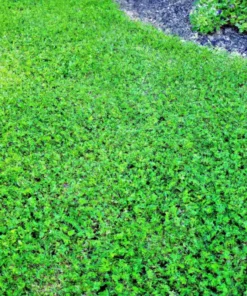 5000+ Micro Clover Seeds - Grass Seeds For Lawn