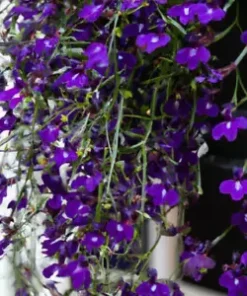 600+ Purple Trailing Lobelia Flower Seeds | Ground Cover, Basket,