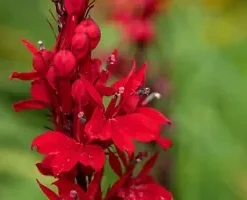 600+ Red Wildflower Seeds, Tall, Bulk Lobelia Cardinal Flower, USA