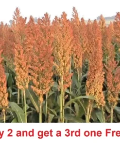 8 Ounces Sorghum Seeds Rox Orange Syrup Cane Non-Gmo Heirloom 1/2 Pound