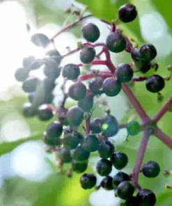 80 Black Elderberry Seeds (Sambucus canadensis) Tree Shrub Fruit Berry