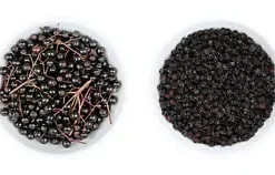 80 European Black Elderberry Seeds (Sambucus nigra), MEDICINAL TREE,