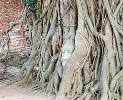 80+ Medicinal Ficus Religiosa Seeds: Budha Peepal, Sacred Fig, A Meditation Tree