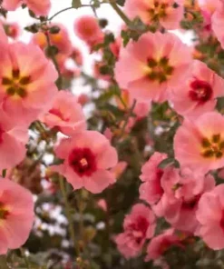 80+ Monroe's Globemallow Seeds | Flowering Shrub, Drought Tolerant Flower Bush