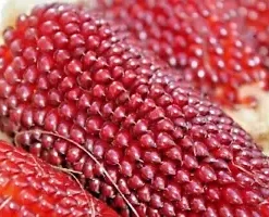 80 Strawberry Popcorn Seeds | RED ORNAMENTAL CORN