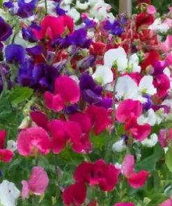 80 ct Sweet Pea Vine Seeds | Royal Family Flower Garden Mix