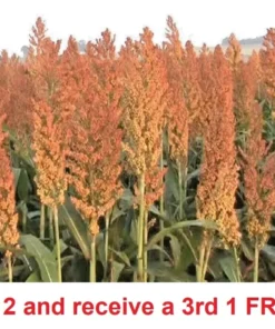 800 Sorghum Seeds Rox Orange Syrup Cane Non-Gmo Heirloom