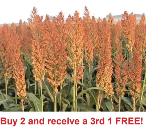 800 Sorghum Seeds Rox Orange Syrup Cane Non-Gmo Heirloom