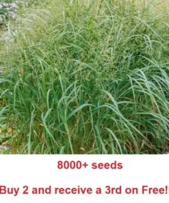 8000 + Switchgrass Seeds Native Tall Grass Prairie Ornamental Perennial - Grass Seeds For Lawn