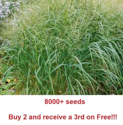 8000 + Switchgrass Seeds Native Tall Grass Prairie Ornamental Perennial - Grass Seeds For Lawn