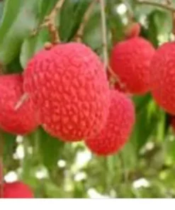 A Cup Lychee Tree 5”-9” Plant - Fruit Tree Live Seedling 3”Pot / Cây Trái Vai