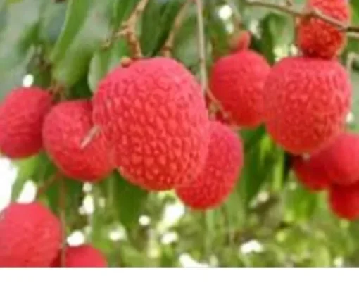 A Cup Lychee Tree 5”-9” Plant - Fruit Tree Live Seedling 3”Pot / Cây Trái Vai