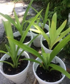 A Cup Pandan leaves Live Plant(lá Dứa) 5”- 9” Tall From Roots - Plant Collection