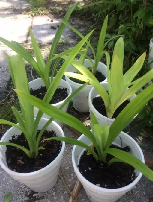 A Cup Pandan leaves Live Plant(lá Dứa) 5”- 9” Tall From Roots - Plant Collection