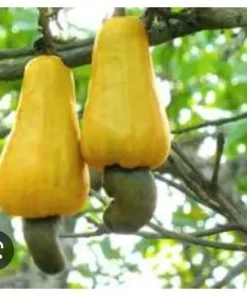 A Pot 6”- 9” Live Cashew Plant Rare Fruit & Nut Tree - Yellow Cashew Tree