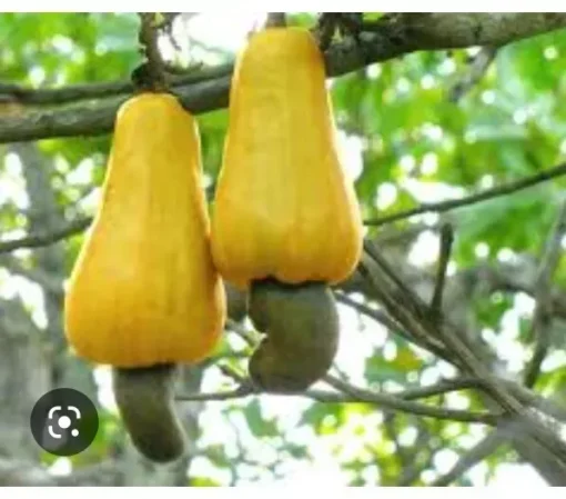 A Pot 6”- 9” Live Cashew Plant Rare Fruit & Nut Tree - Yellow Cashew Tree