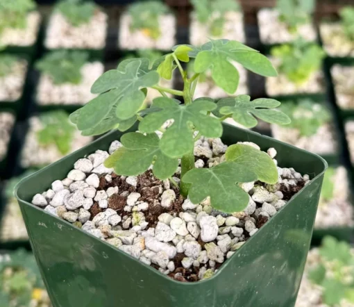 Adenia Glauca - Rare Succulent, Unique Houseplant, Climbing Plant in 3, 3.5, 6 inch pot