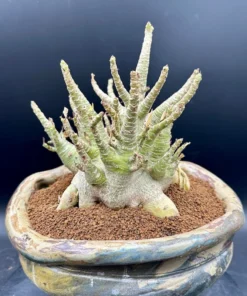 Adenium Arabicum, Desert Rose - Rare Exotic Plant - Bare Root Shipping