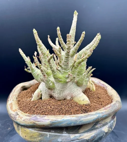 Adenium Arabicum, Desert Rose - Rare Exotic Plant - Bare Root Shipping