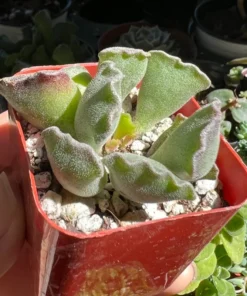 Adromischus Cristatus, Key Lime Pie, Crinkle Leaf Plant, Rare Succulent, Fuzzy Plant, Live Plant in 4