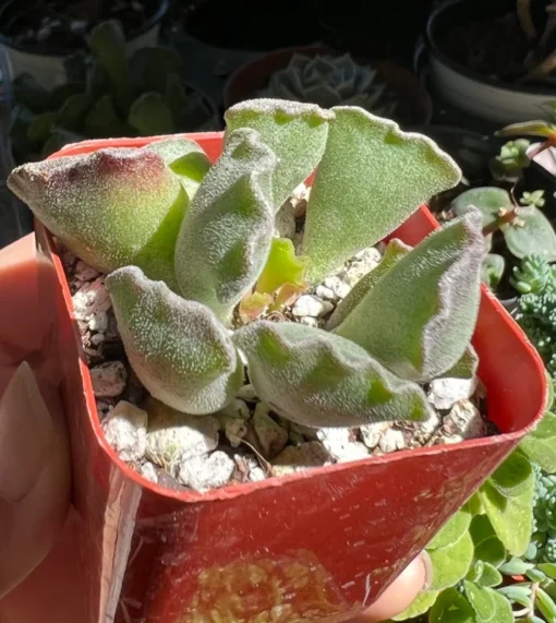 Adromischus Cristatus, Key Lime Pie, Crinkle Leaf Plant, Rare Succulent, Fuzzy Plant, Live Plant in 4" pot