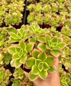 Aeonium Kiwi, Rosette Succulents with Pups, Easy Care Plant in 2