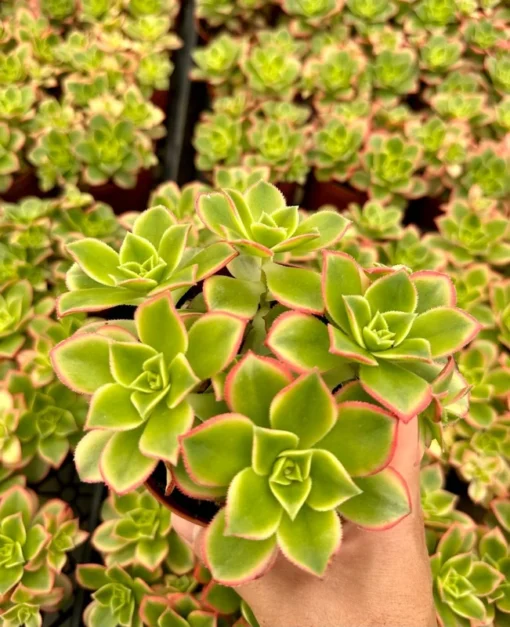 Aeonium Kiwi, Rosette Succulents with Pups, Easy Care Plant in 2", 4", 6" pot