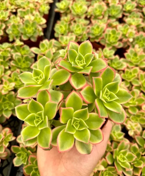 Aeonium Kiwi Succulent 4 inch Rosette Houseplant Flash Sale