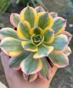 Aeonium Sunburst Succulent Live Plant 4 inch Pot Yellow-Pink