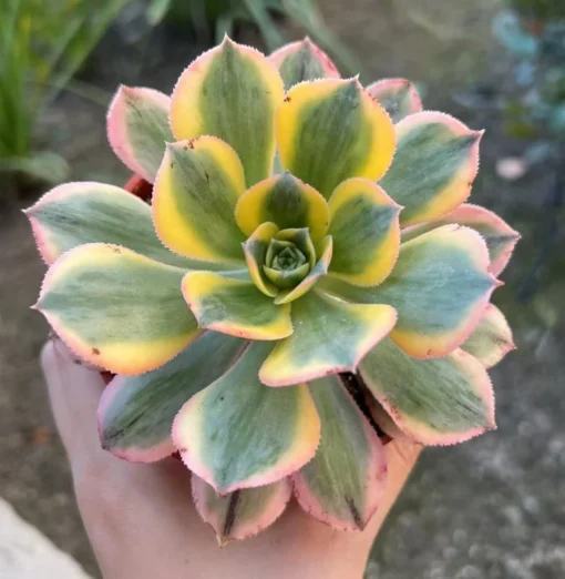 Aeonium Sunburst Succulent Live Plant 4 inch Pot Yellow-Pink