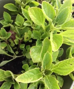 African Potato mint - 3 Plants In A Cup 5”-8” length / Organic Growth