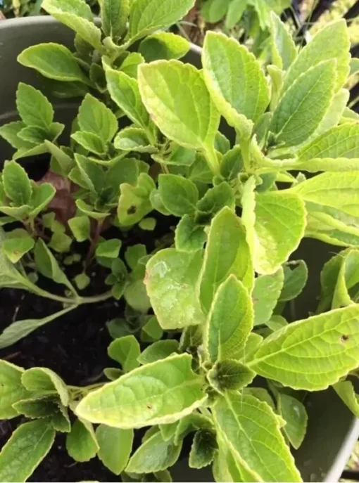 African Potato mint - 3 Plants In A Cup 5”-8” length / Organic Growth