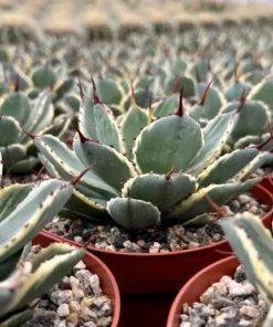 Agave Kissho Kan Lucky Crown Century Plant 6 inch Variegated Succulent