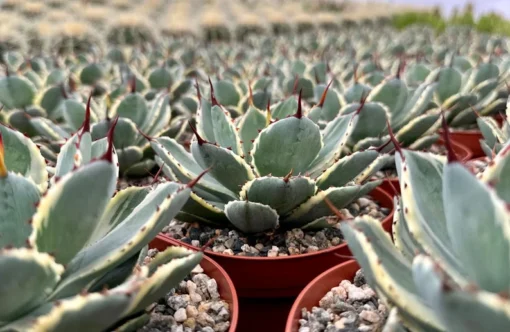 Agave Kissho Kan Lucky Crown Century Plant 6 inch Variegated Succulent