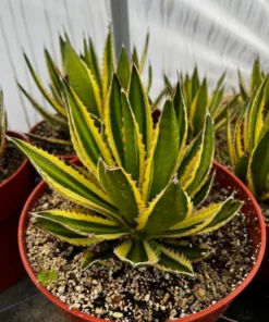 Agave Lophantha, Quadricolor, Century Plant, Variegated Succulent, Large Plant in 8'', 10'' pot